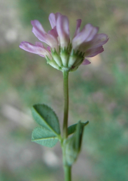 Trifolium resupinatum / Trifoglio risupinato